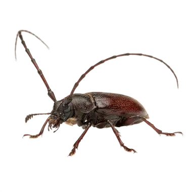 Industrial Borer Control